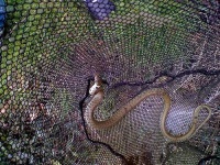 image of night_snake