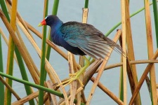 image of european_gallinule #27