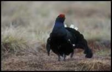 image of black_grouse