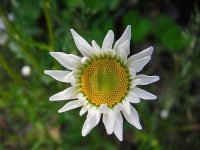 image of daisy