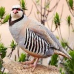 image of bird