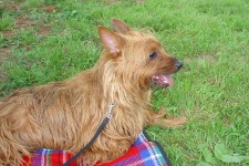 image of australian_terrier #12