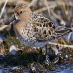 image of bird