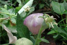 image of flower