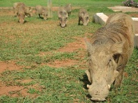 image of warthog