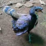 image of bird