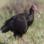 image of bird