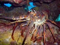 image of spiny_lobster