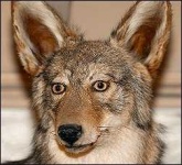 image of grey_fox