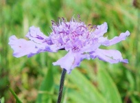 image of flower