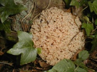 image of cauliflower