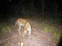 image of dhole