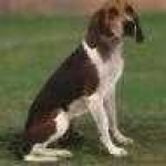 image of walker_hound