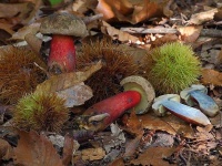 image of mushrooms