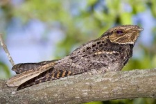 image of nightjar