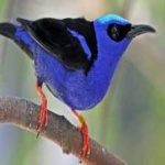 image of bird