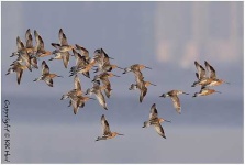 image of dowitcher