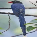 image of bird
