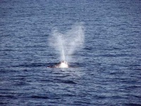 image of grey_whale