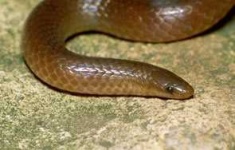 image of thunder_snake