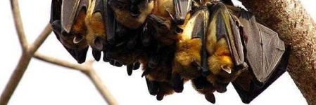 image of animal