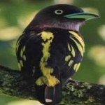 image of banded_broadbill #17