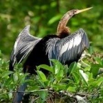 image of bird
