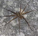 image of black_widow