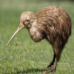 image of bird