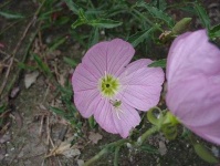 image of flower