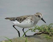 image of sandpiper #46