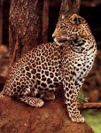 image of jaguar_car