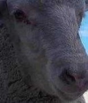 image of animal