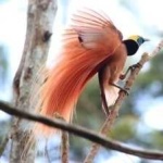image of bird