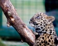 image of animal