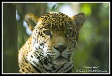 image of jaguar_car