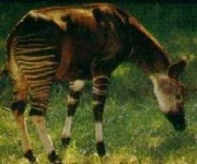 image of animal