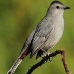 image of bird