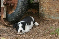 image of collie