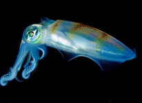 image of animal