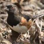 image of bird