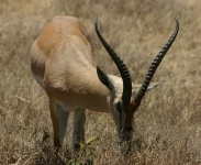 image of gazelle