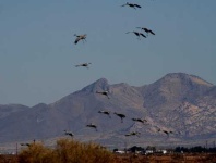 image of crane