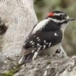 image of bird