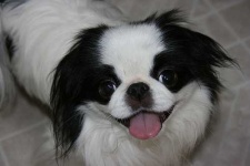 image of animal