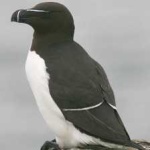 image of bird