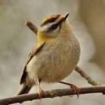 image of bird