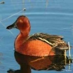 image of teal_duck #28