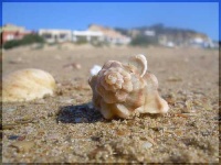 image of conch