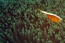 image of anemone_fish